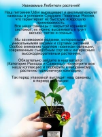 Морозник Черный махровый