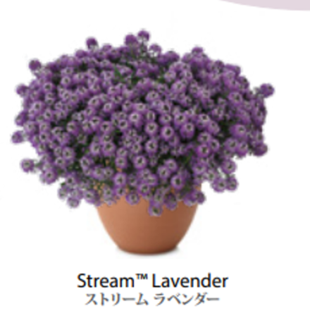 ЕВРО Алиссум Stream Lavender ОКС укорененный черенок 7-10 марта