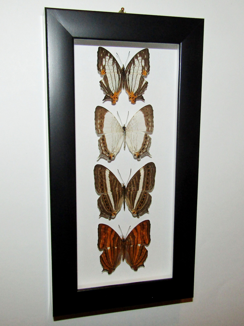 Бабочки Цирестисы в рамке