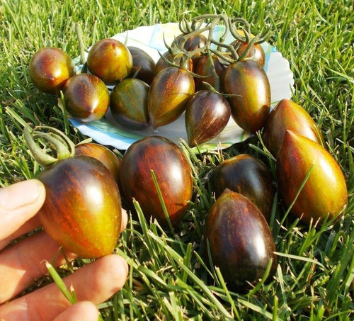 Помидоры Атомный Виноград Бреда -  Brad's Atomic Grape Tomato