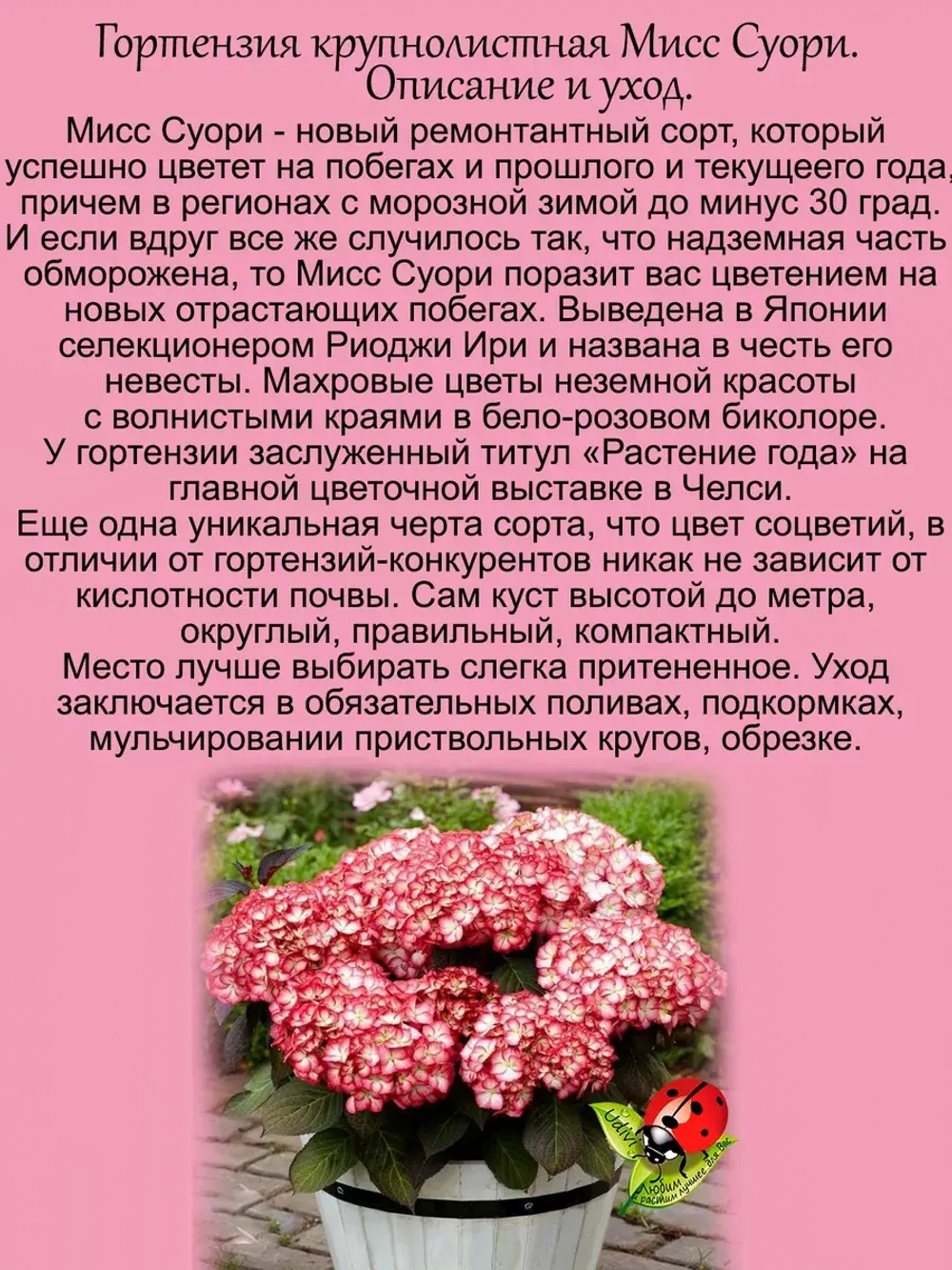 Гортензия Мисс Суори крупнолистная морозостойкая