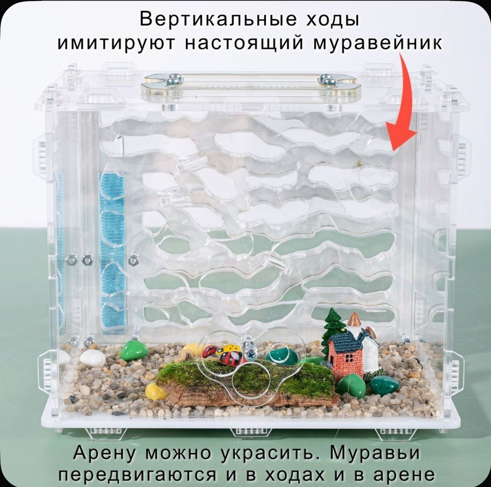 Большой Формикарий «Джунгли» с муравьями в подарок
