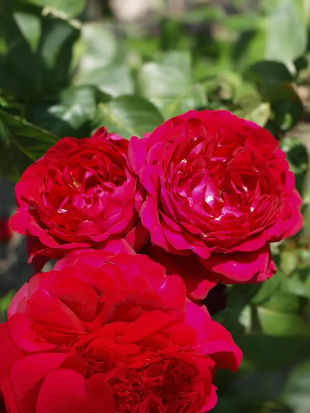 Роза шраб Ренессанс Каприция