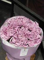 Моно из одноголовой хризантемы лавандового оттенка