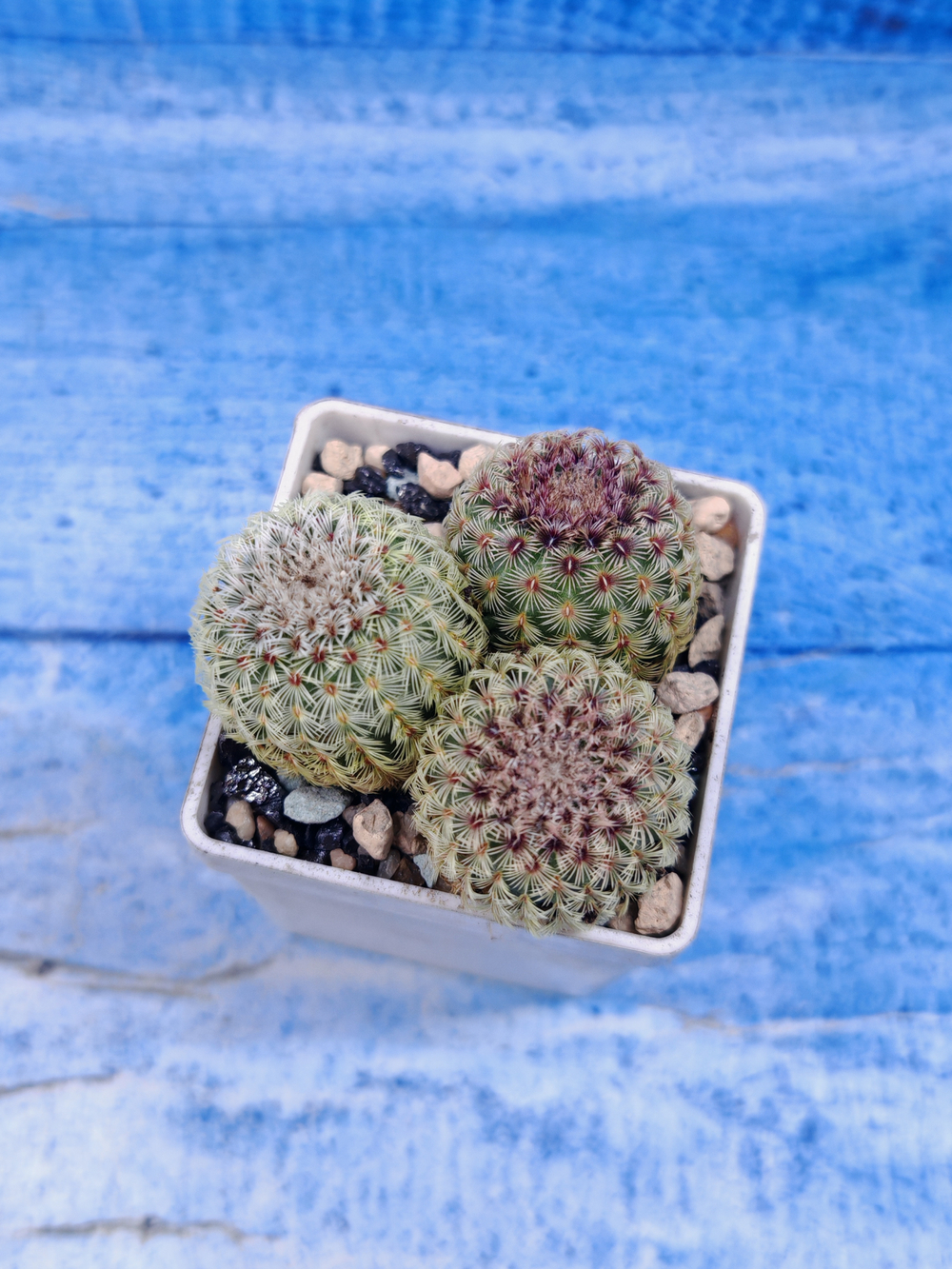 Echinocereus Rigidissimus Rubispinus (Эхиноцереус)