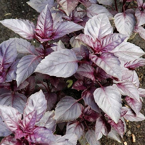 Чёрный Базилик Рейхан из Грузии - შავი რეჰანი