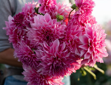 Георгины апрель 2026