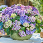 Таблетенсия (Крупнолистная гортензия)