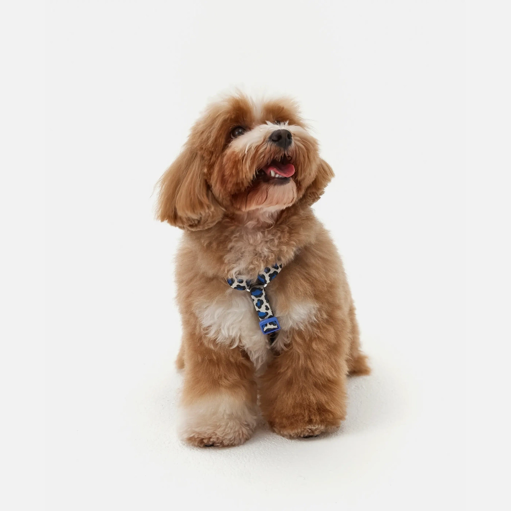 Анатомическая шлейка Midnight Safari