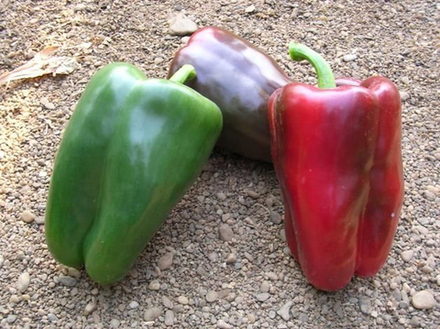 Перец Адиге F1