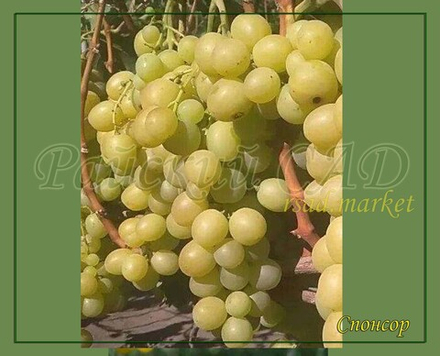 Виноград Спонсор