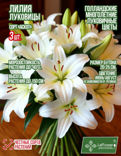 Лилия Луковица, Аскот 3 шт