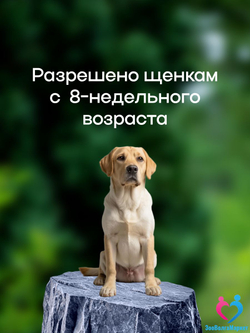 Рабектра 500 мг жевательная таблетка против блох и клещей для собак весом 10-20 кг, 1 таблетка