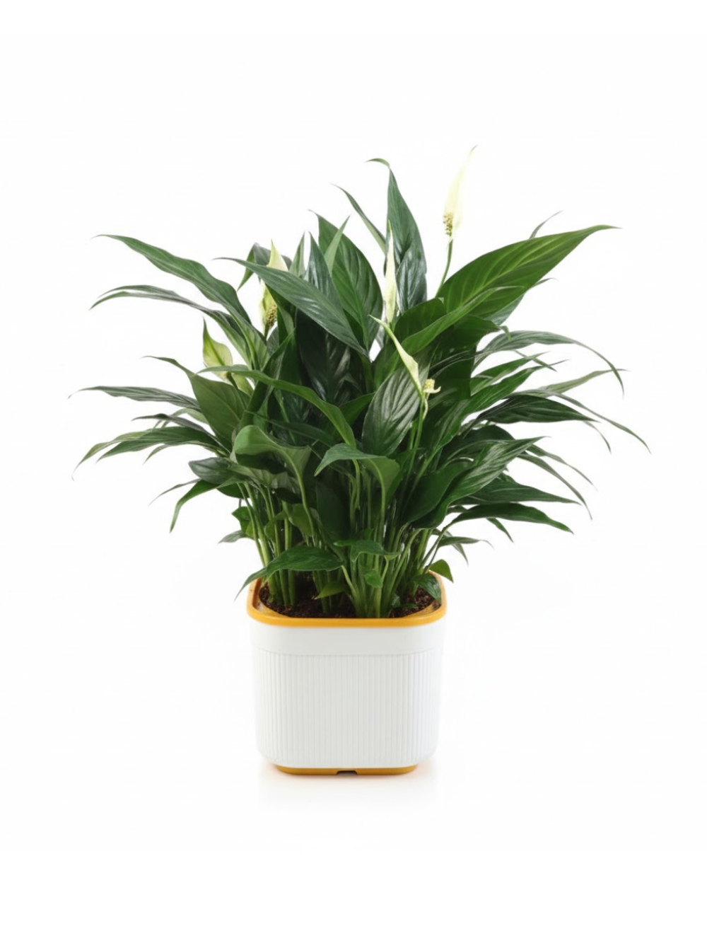 Спатифиллум Light Luxury Crown