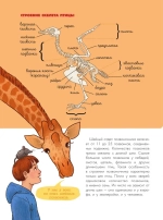 Птицы. Биология. Физиология