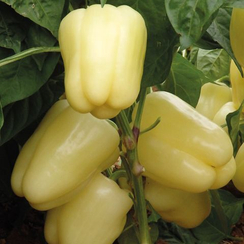 Бланчина F1 семена перца сладкого (Enza Zaden / Энза Заден)