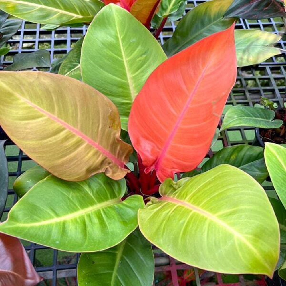 Филодендрон PRINCE OF ORANGE