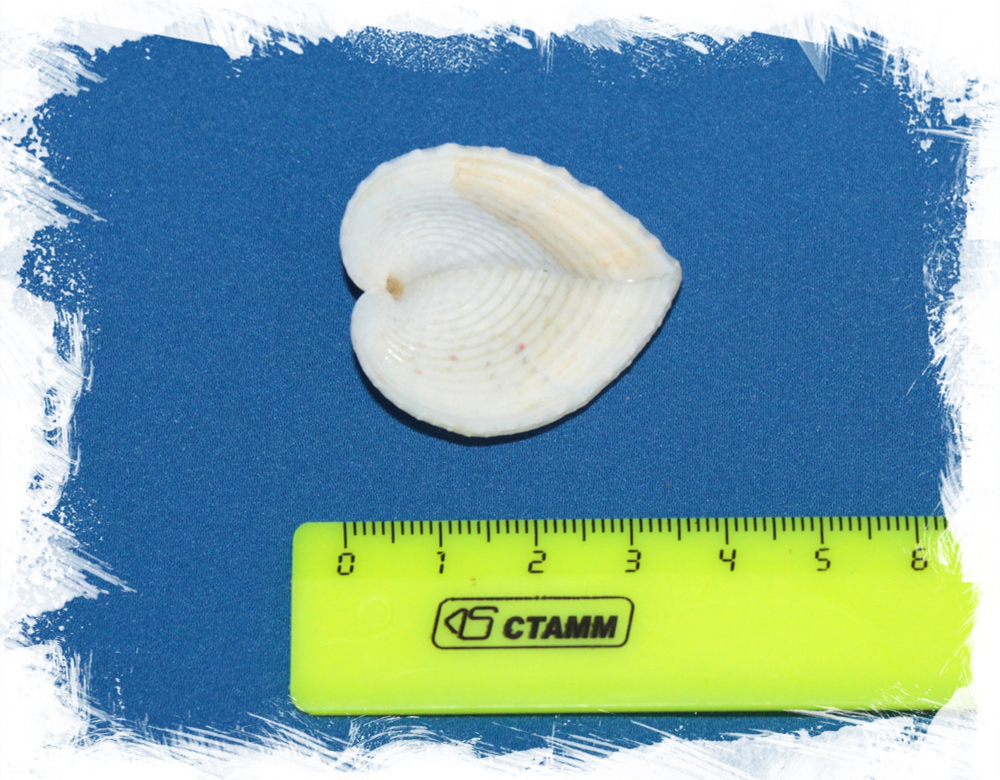 Кордилум Кардисса, 2-4см, 1шт