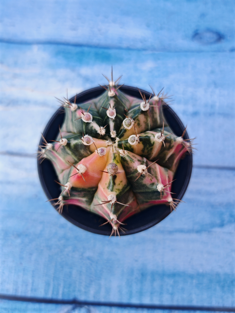 Gymnocalycium Variegata (Гимнокалициум Вариегатный)