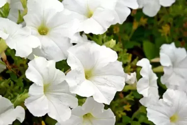 S57154 Петуния ампельная Hang Out White 5 шт.