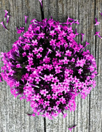 Вербена бонарская Буэнос Айрес 15шт