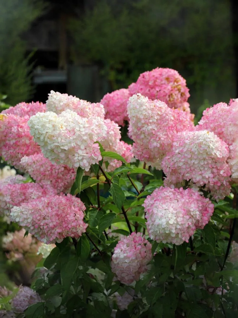 Гортензия метельчатая Ванилла Фрайз