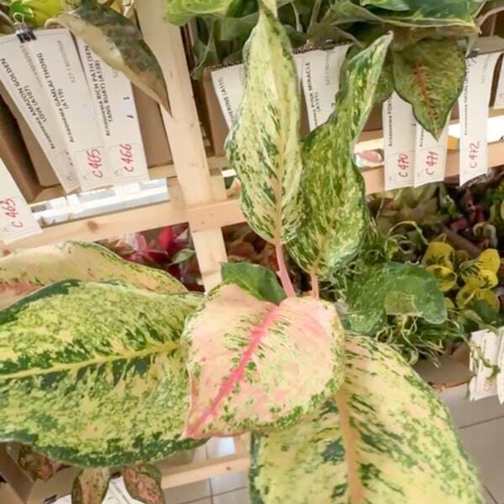 Аглаонема CATHERINE