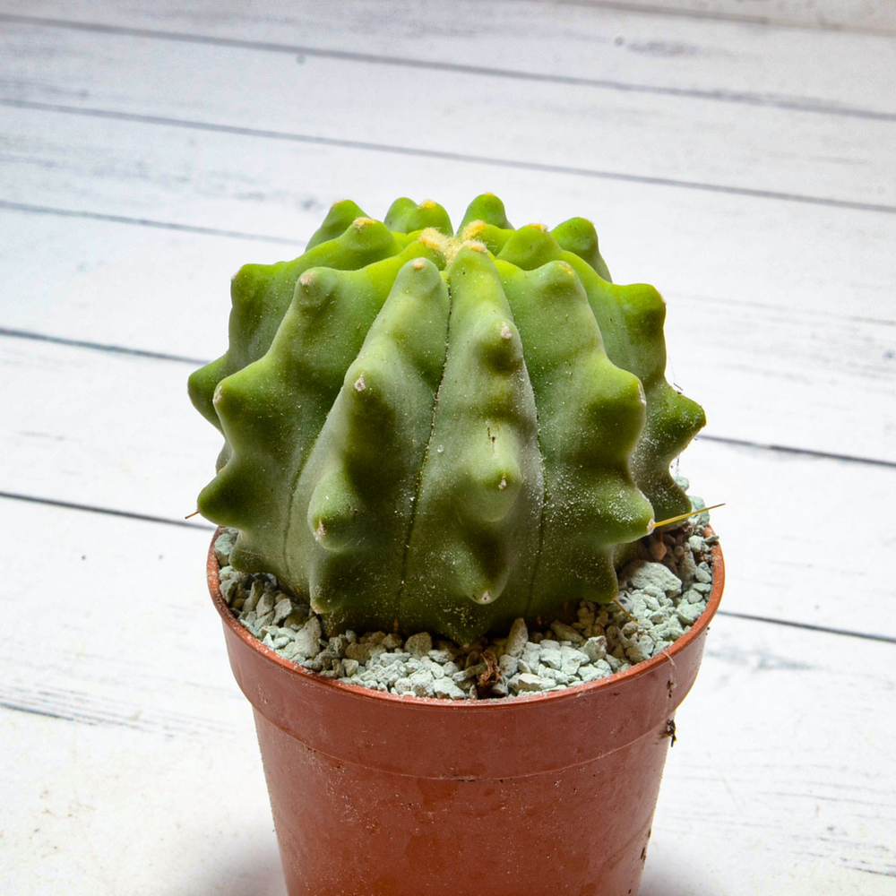 Ferocactus Inermis (Ферокактус)