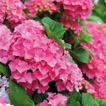 Early Pink/ Эрли  Пинк (Стандарт поставки Р9)2025г.