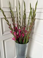 Гладиолус в розовом оттенке