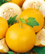 Колхозница семена дыни (ПОИСК)