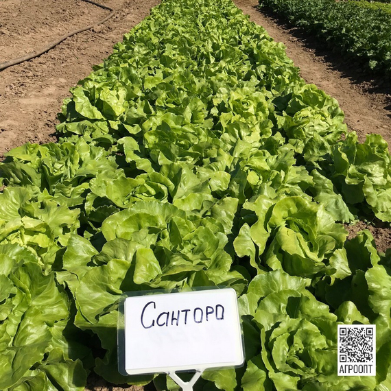 Санторо семена салата кочанного маслянистого (Rijk Zwaan / Райк Цваан) в поле – фото 4