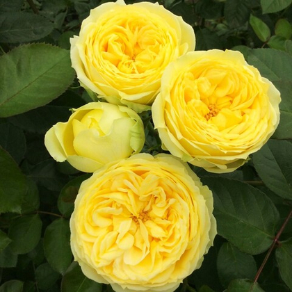 Роза Каталина спрей-роза