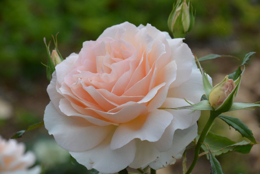 Роза Чандос Бьюти С4 Закупка М16 июнь 2026