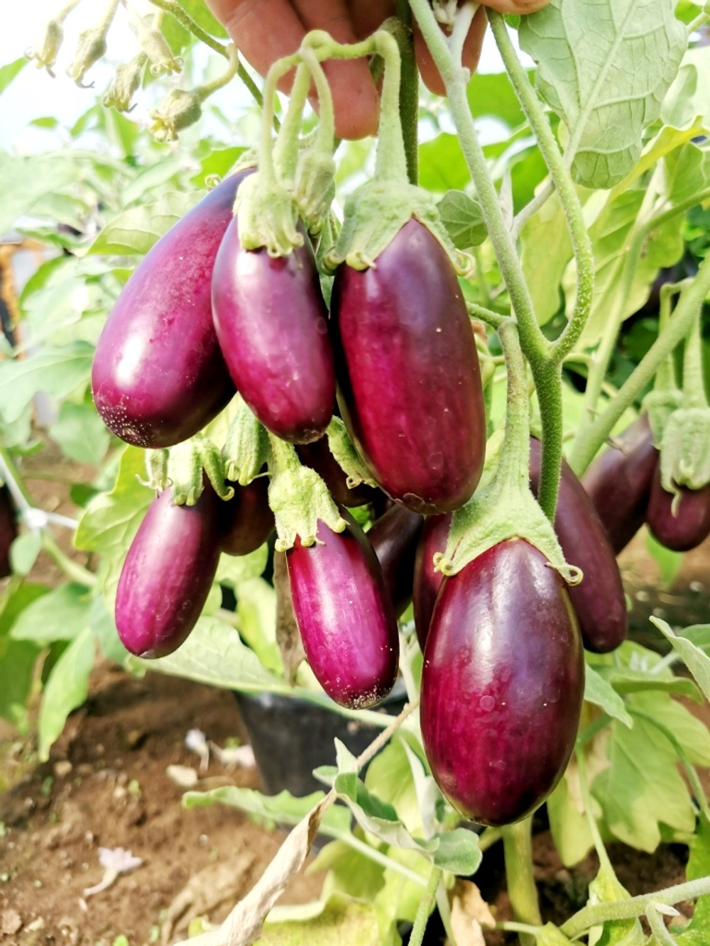 Баклажан Мизинчики - Little Fingers