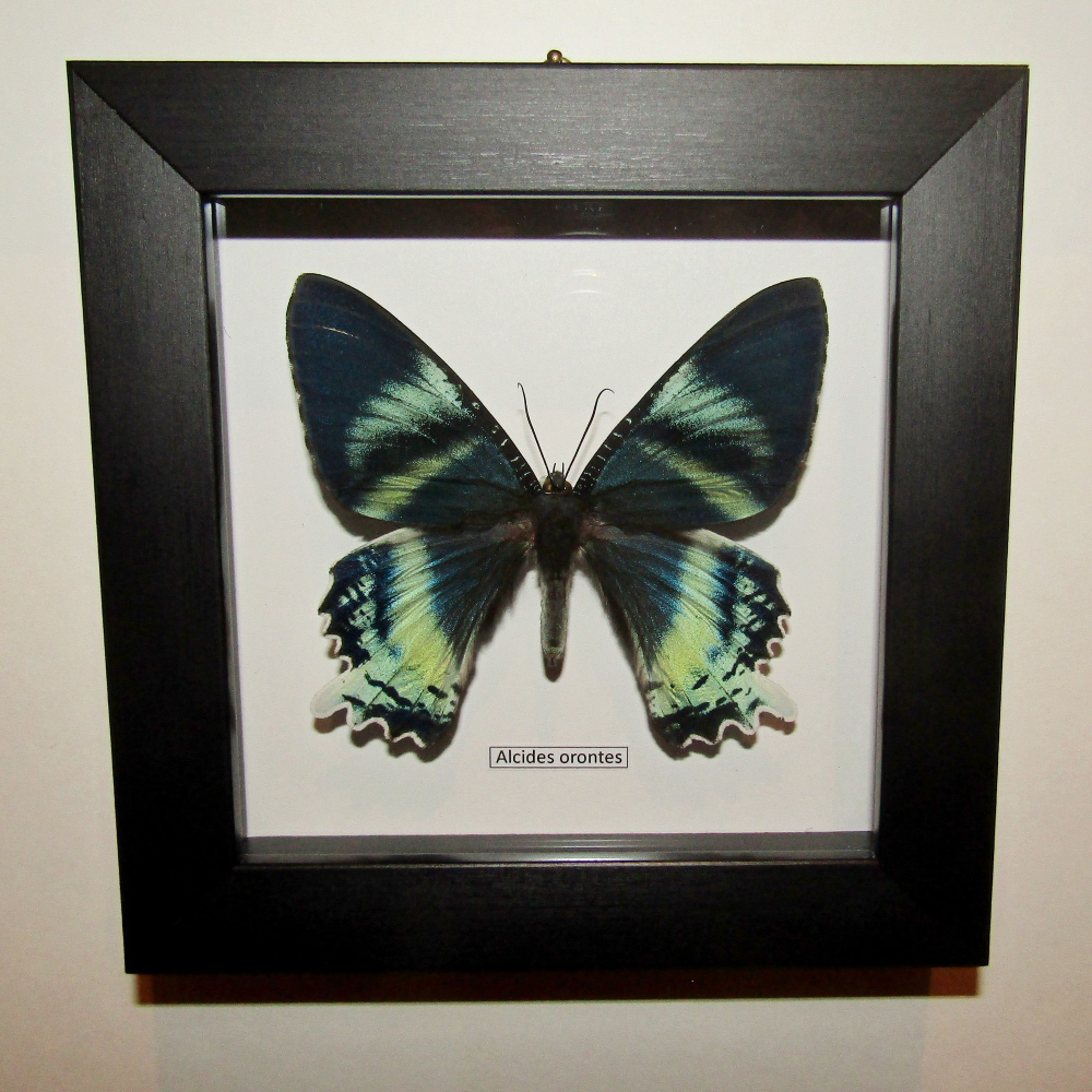 Бабочка Алцидес в рамке