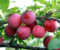 Слива Увельская