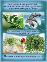 Крестовник Дельфинчики суккулент ампельный