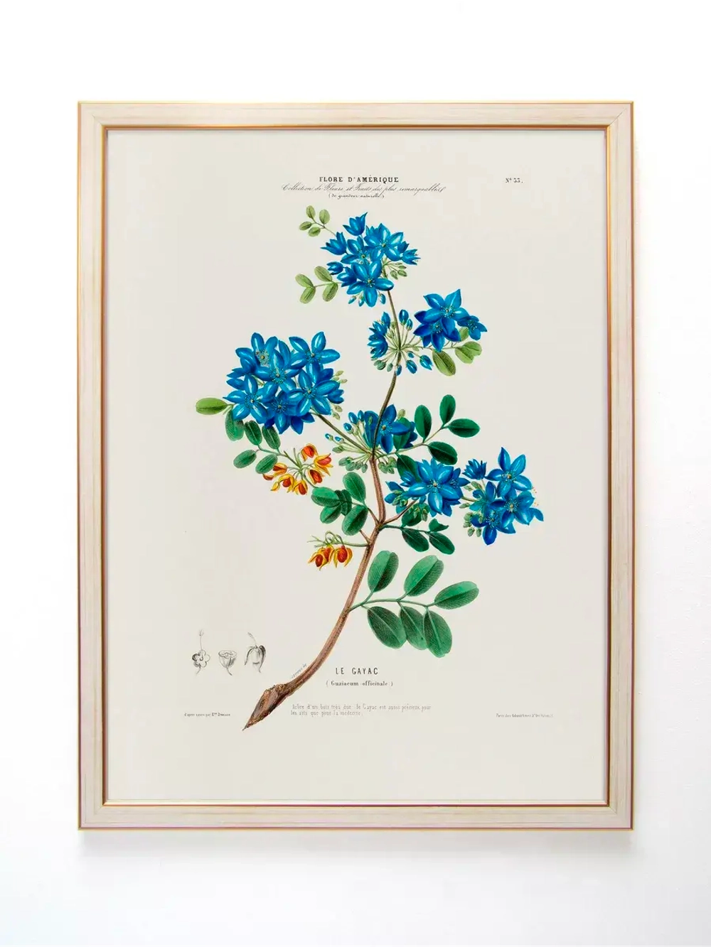 Постер настенный в багетной раме "Ботаника" 42*32 см