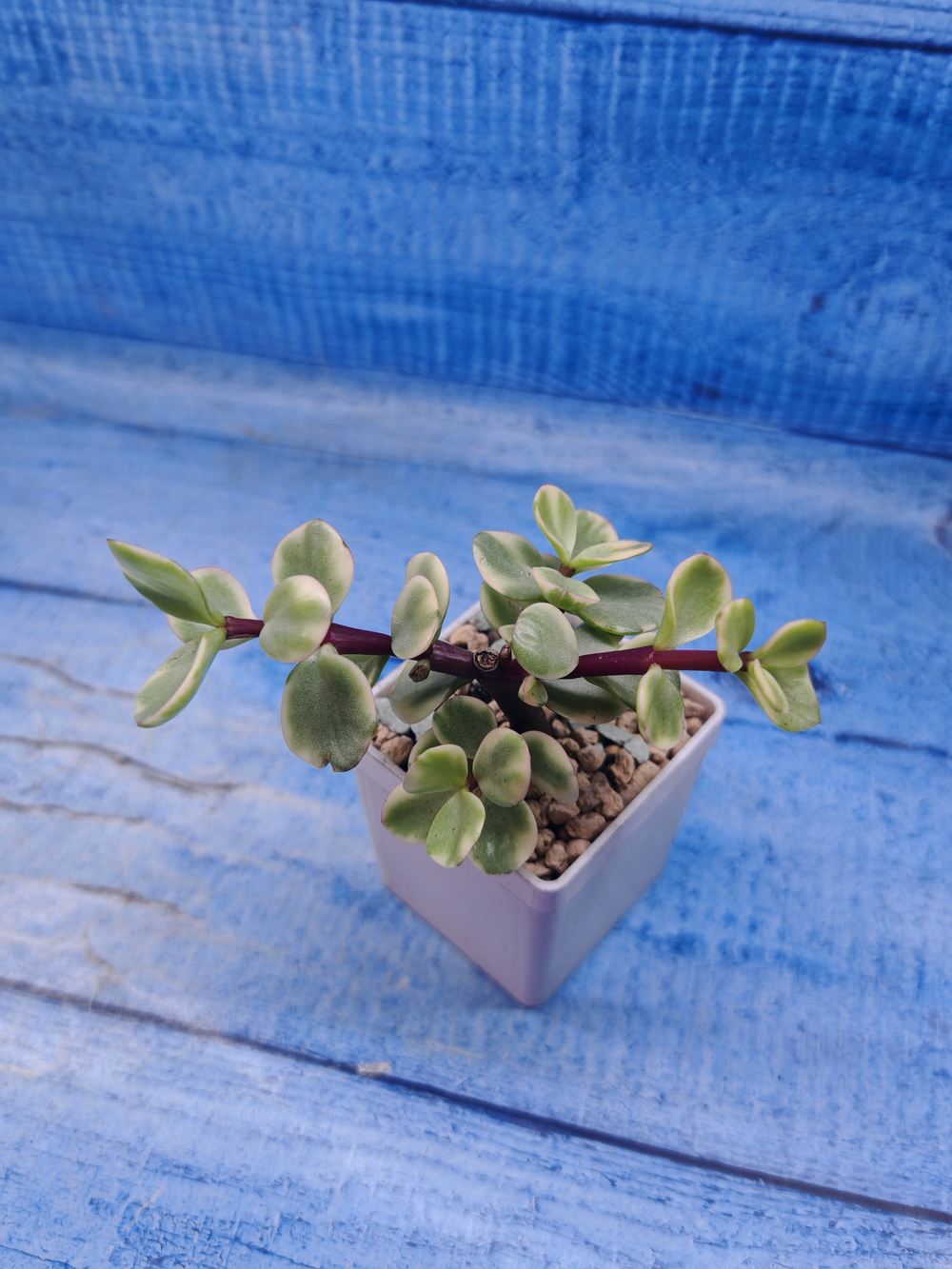 Portulacaria Afra Variegata (Портулакария)
