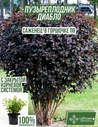 Пузыреплодник