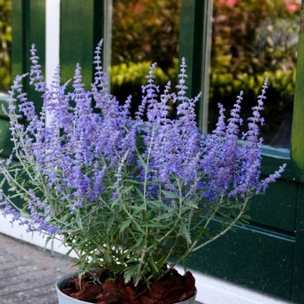 Перовския Лилт Спайр С2