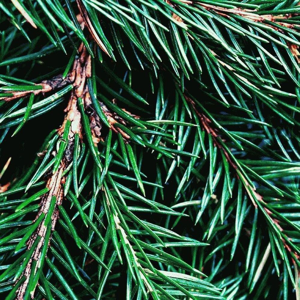 Пихта Фрейзера (Fraser Fir)