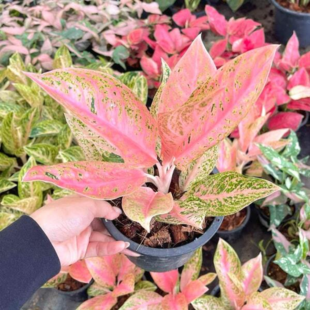 Аглаонема PINK INDO (N41)