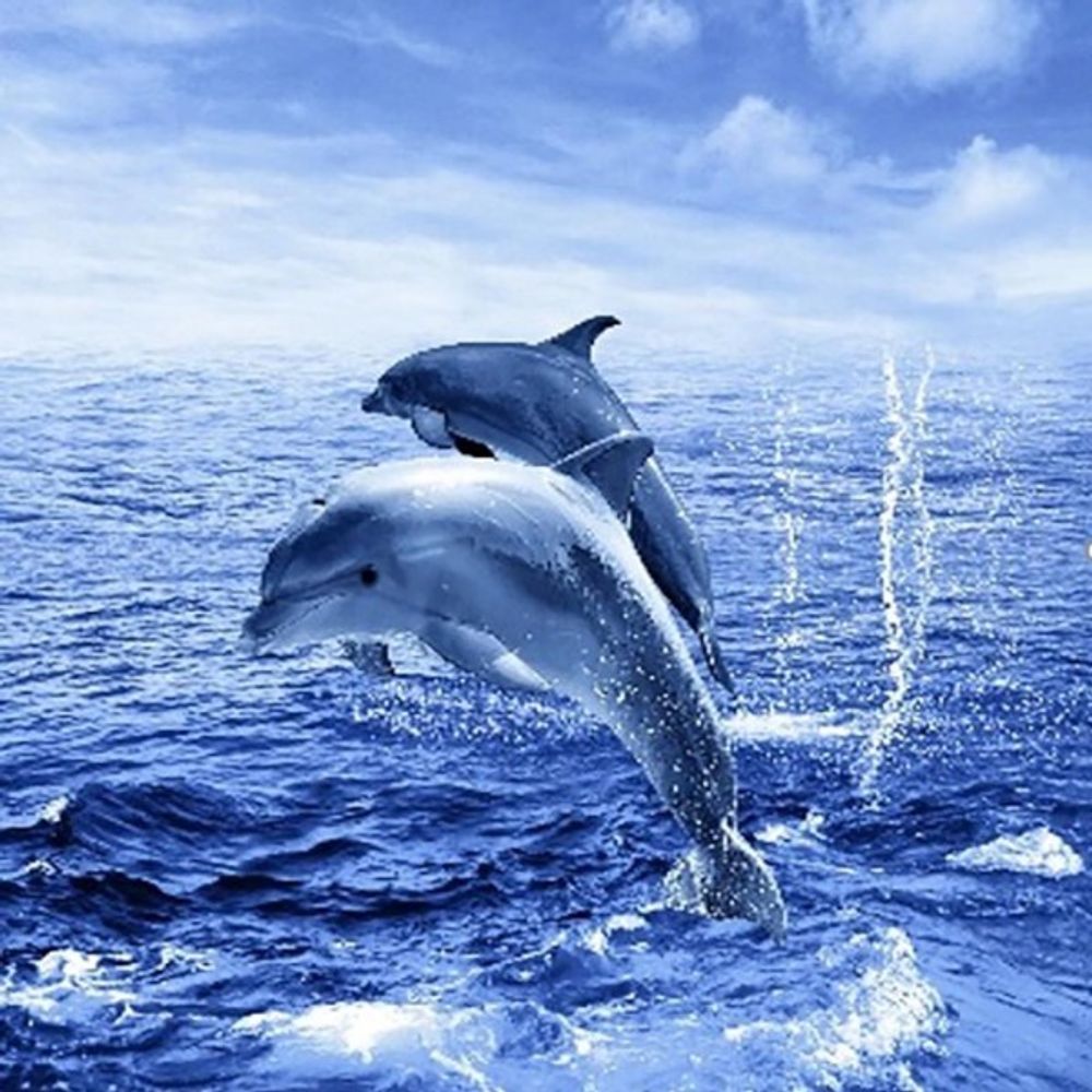 Штора для ванной комнаты Фотопринт 180*180 &quot;ДЕЛЬФИНЫ&quot; с кольцами Two dolphins