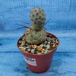 Tephrocactus Geometricus (Тефрокактус)