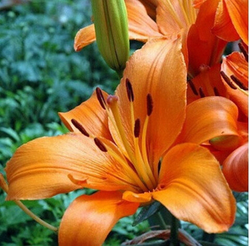 Лилия Кампече