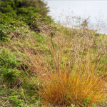 Щучка извилистая С2