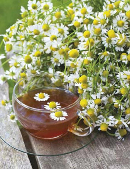 CAMOMILLE ROMAN EO / РОМАШКА римская ЭМ CAS 8015-92-7