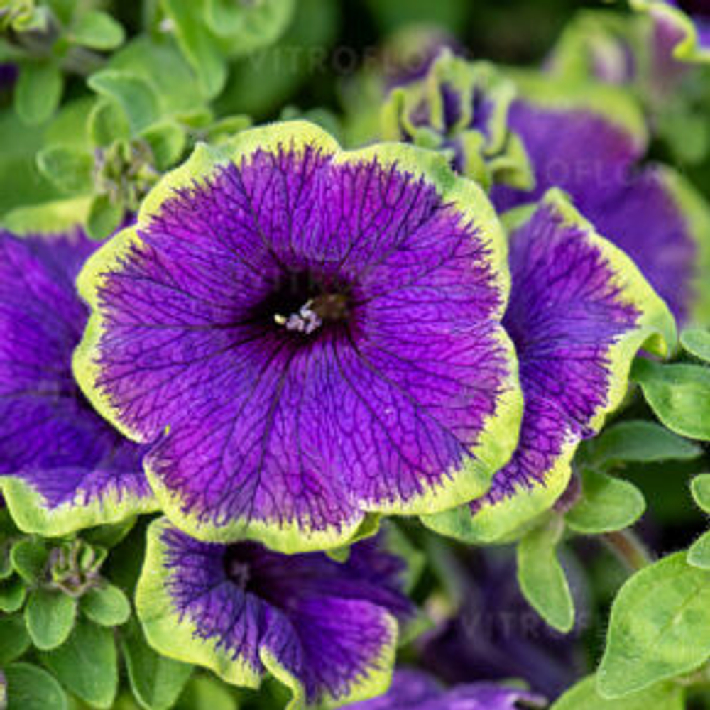 Петуния Pizzazz Indigo